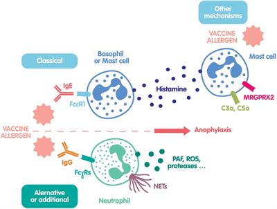 Immediate hypersensitivity to COVID-19 vaccines: Focus on biological diagnosis